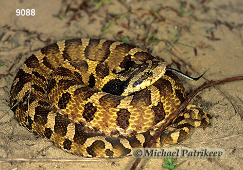 Eastern Hognose Snake (Heterodon platirhinos)